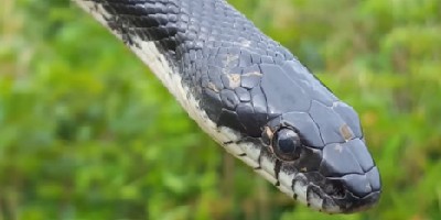 Sterling Heights snake